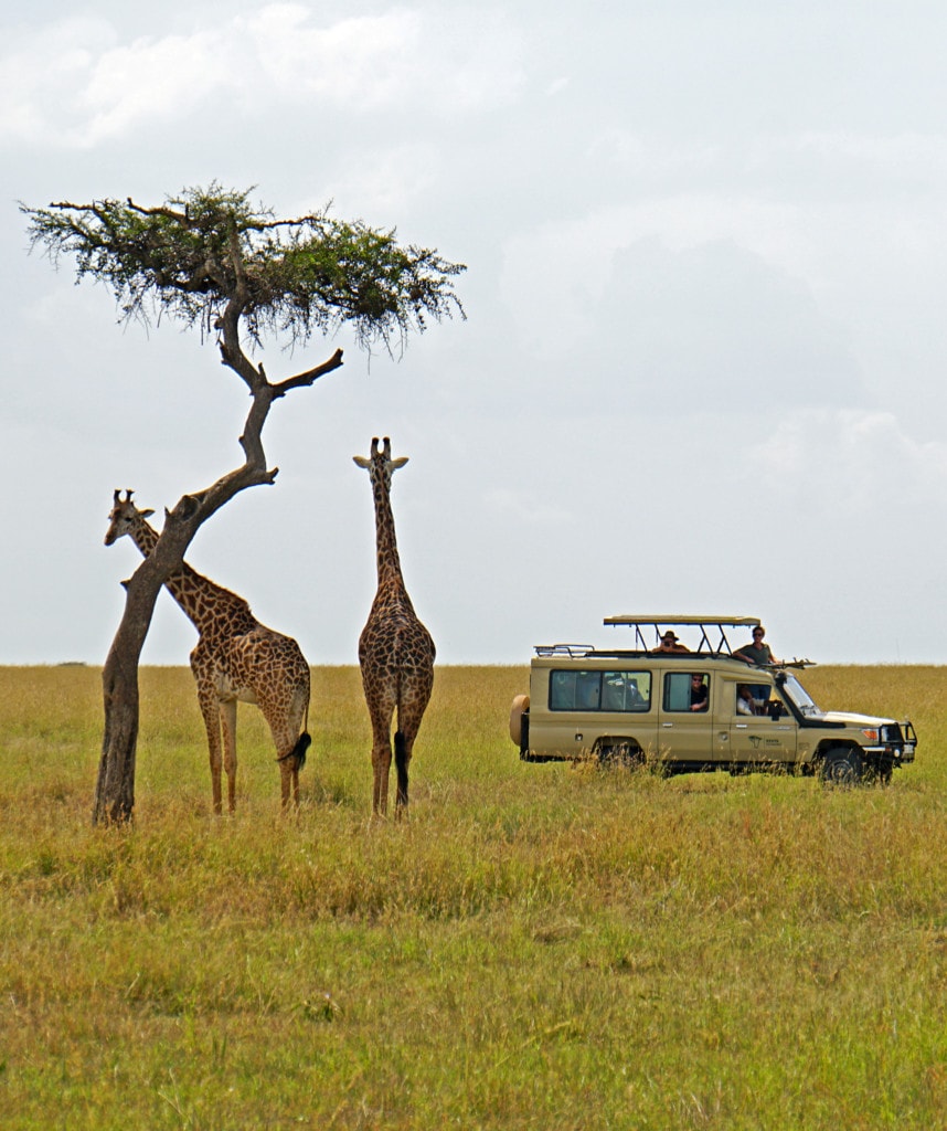 Pirschfahrt auf Masai Mara Serengeti Safari