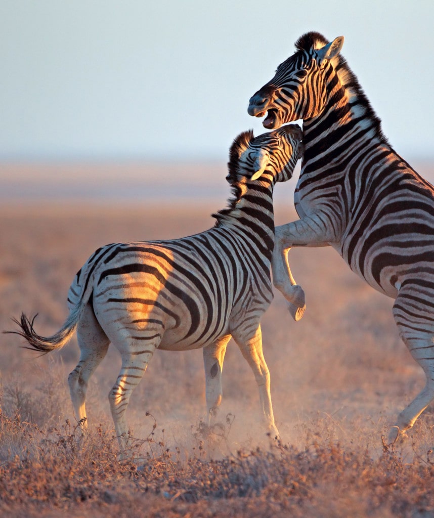 Zebras Pirschfahrt Etosha Nationalpark Privatreise Namibia