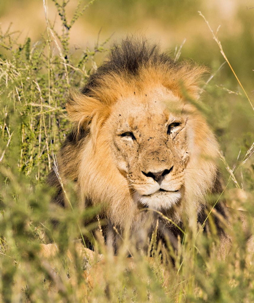 Highlights Reise von Johannesburg nach Kapstadt - Krueger