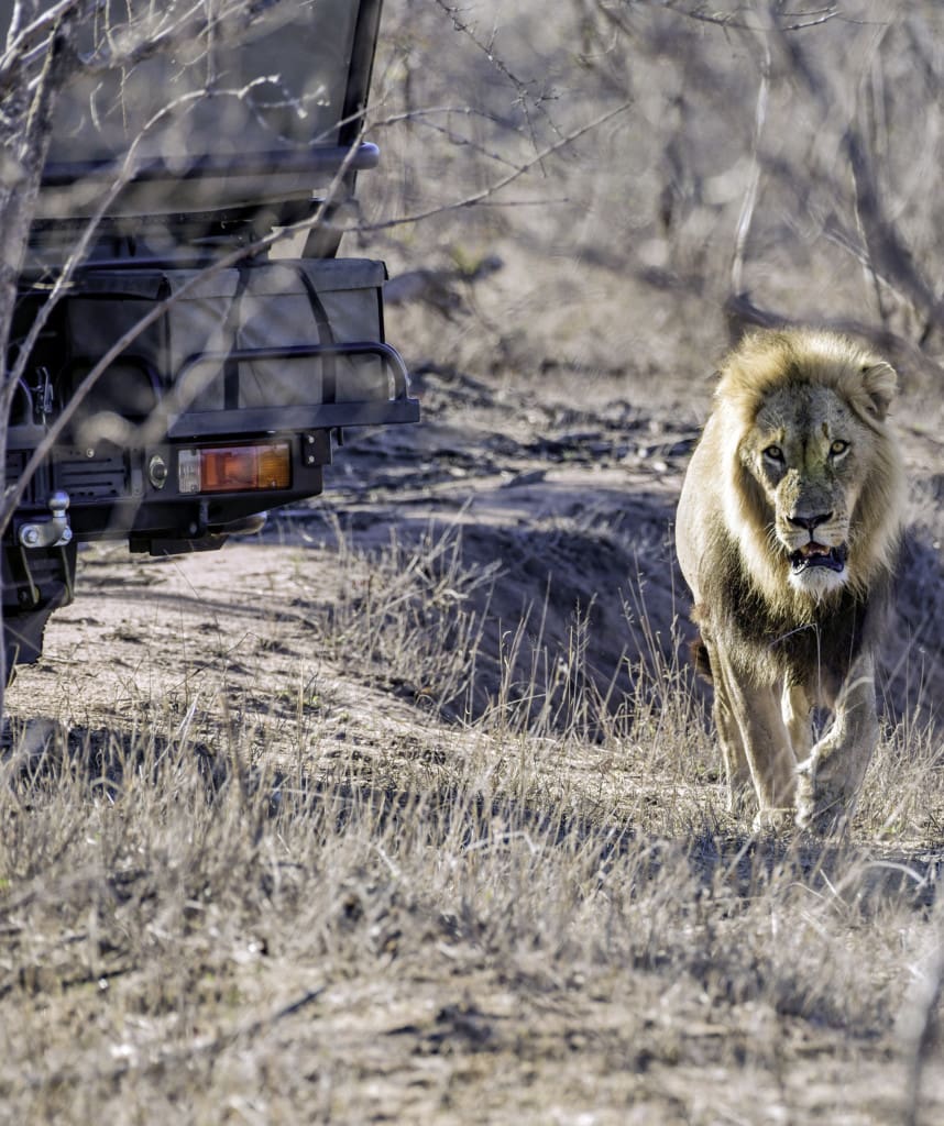 Löwe im Krüger Nationalpark Highlight auf Simbabwe und Botswana Rundreise