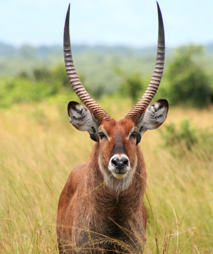 Highlights Uganda Rundreise Lake Mburo