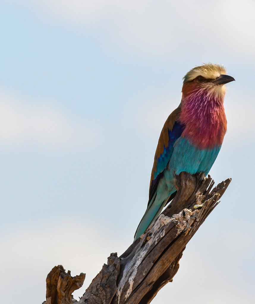 Private Safaris Afrika individuelle Planung