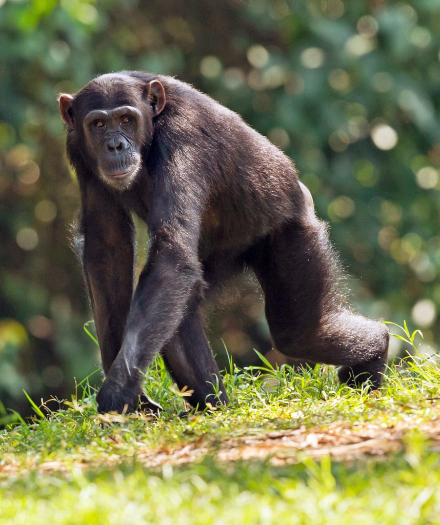 Schimpanse in Uganda Gorilla Safari
