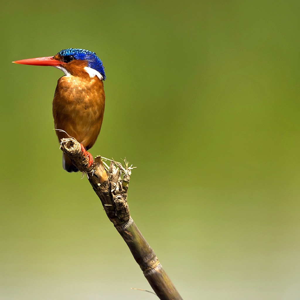King Fisher Botswana Campingreise