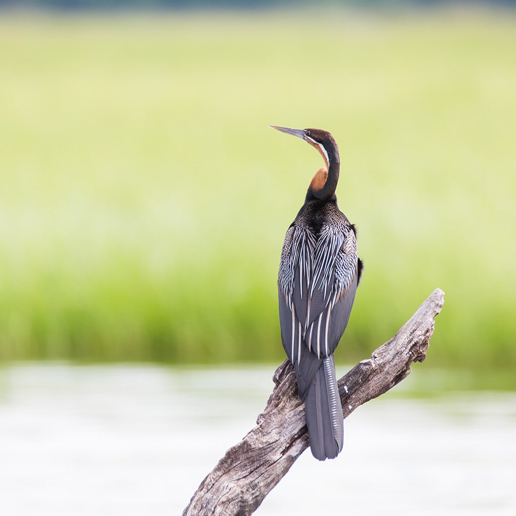 Kurzsafari Botswana Chobe Elephant Camp