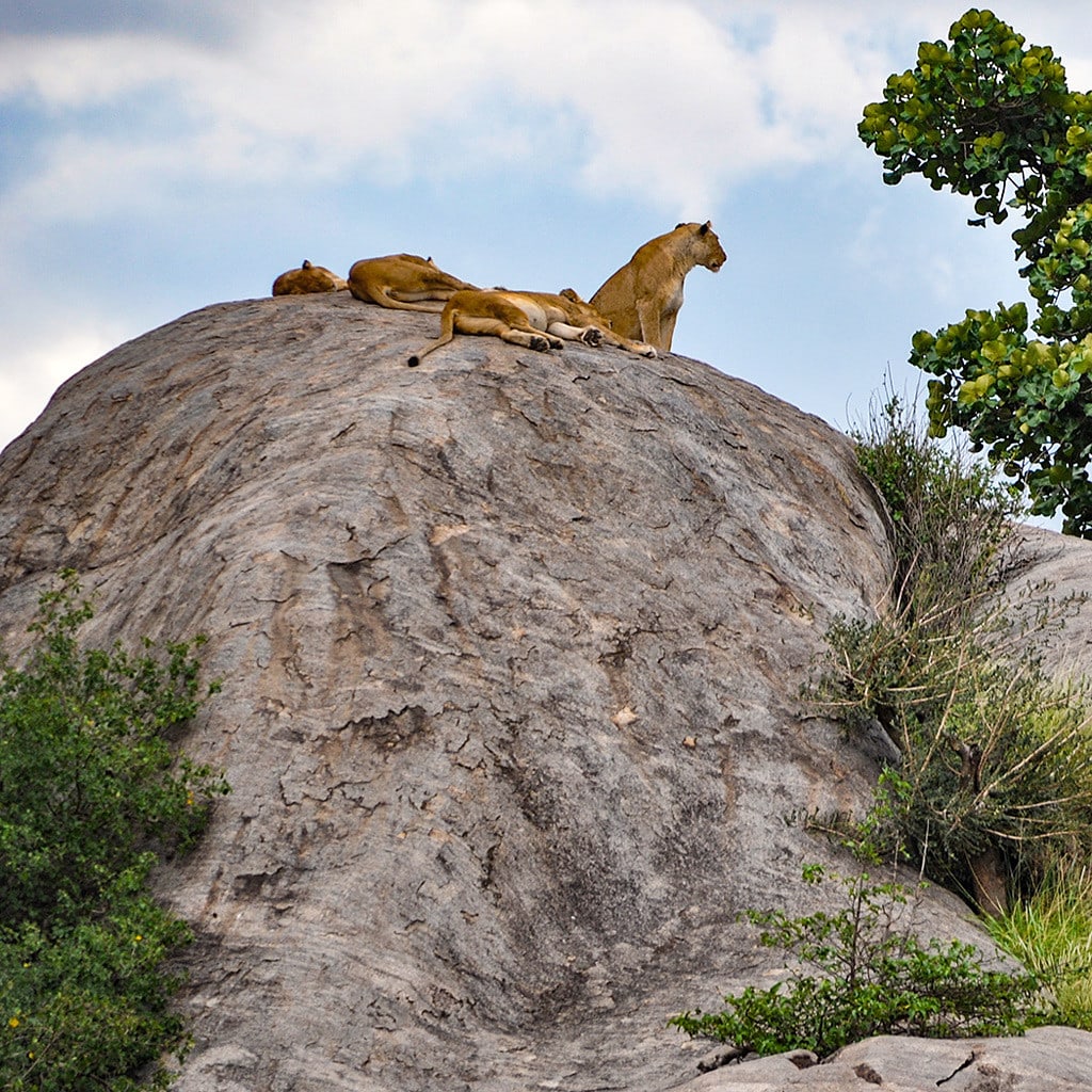 Löwen in der Serengeti, 7 Tage Safari