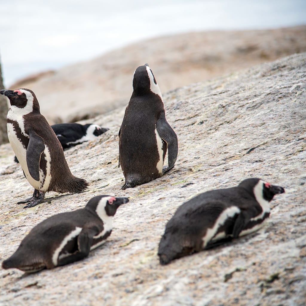 Pinguine Sieben Tage Rundreise Kapstadt