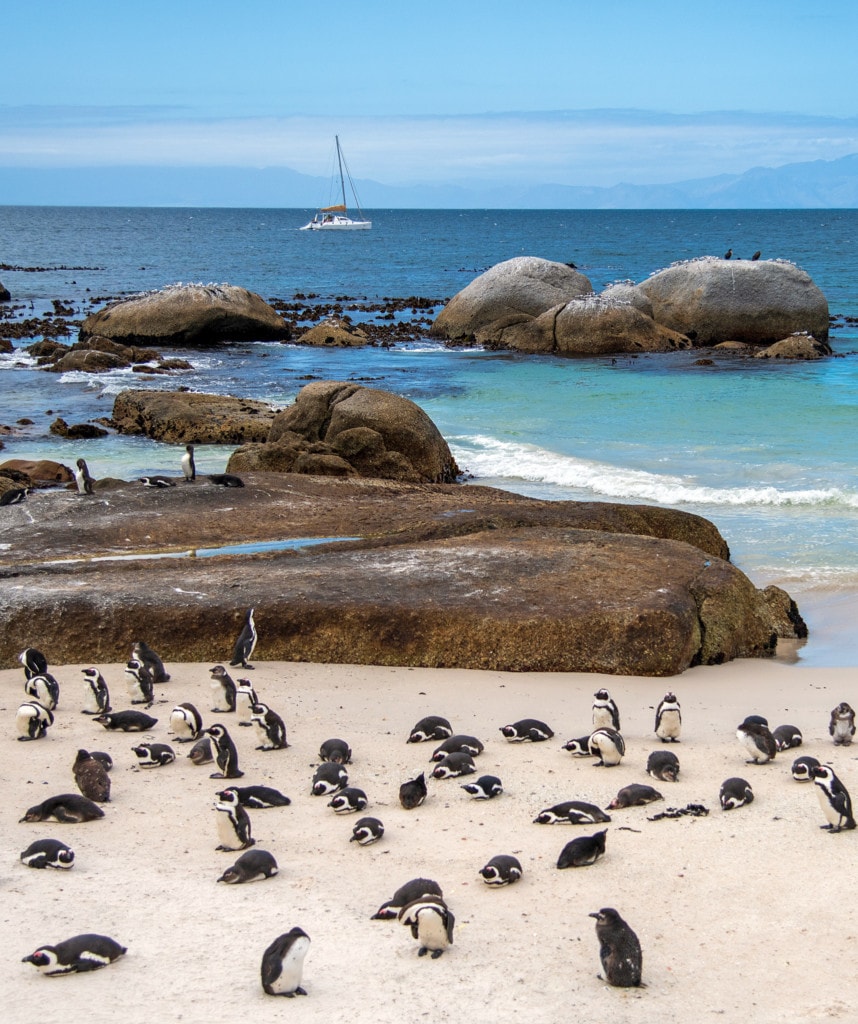 Pinguine Südafrika Reisen