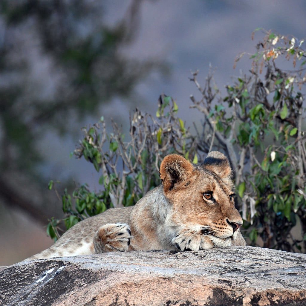 Junger Löwe währen Pirschfahrt gesichtet private Tansania Safari