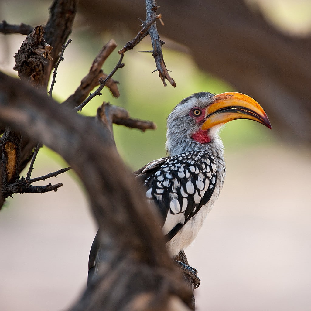 Hornbill Vogel Rundreise Namibia Botswana Victoria Falls