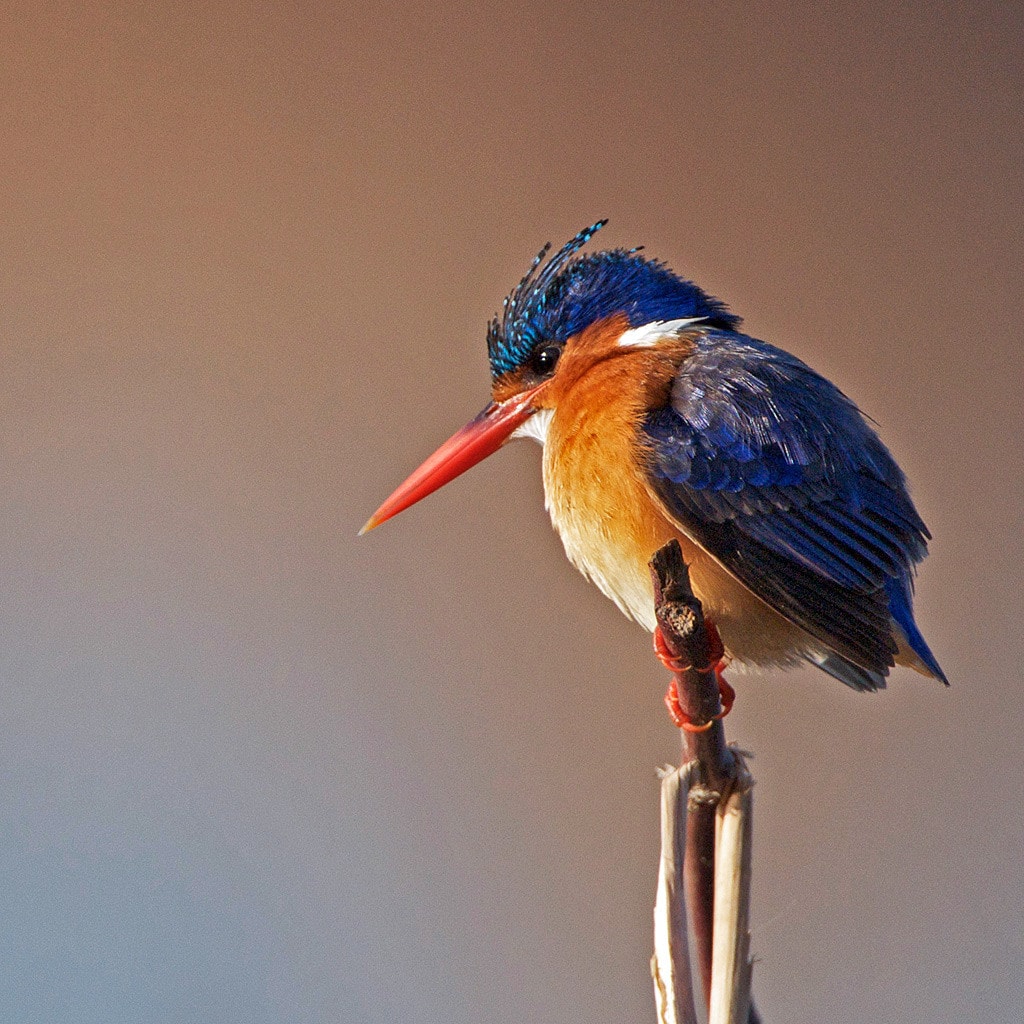 Kingfisher Rundreise Viktoriafälle un Highlights von Namibia