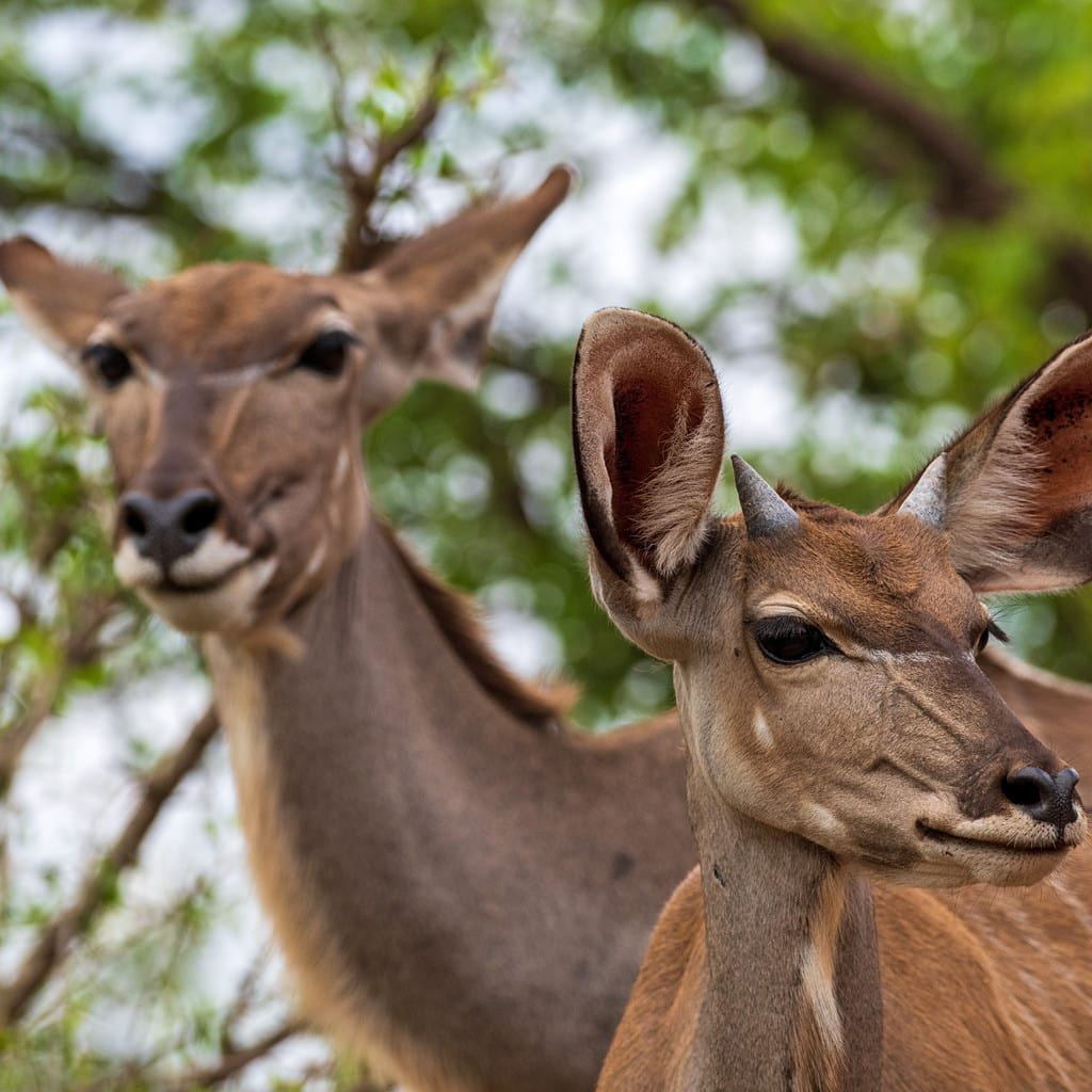 Kudu Antilopen Rundreise Südafrika Simbabwe und Botswana