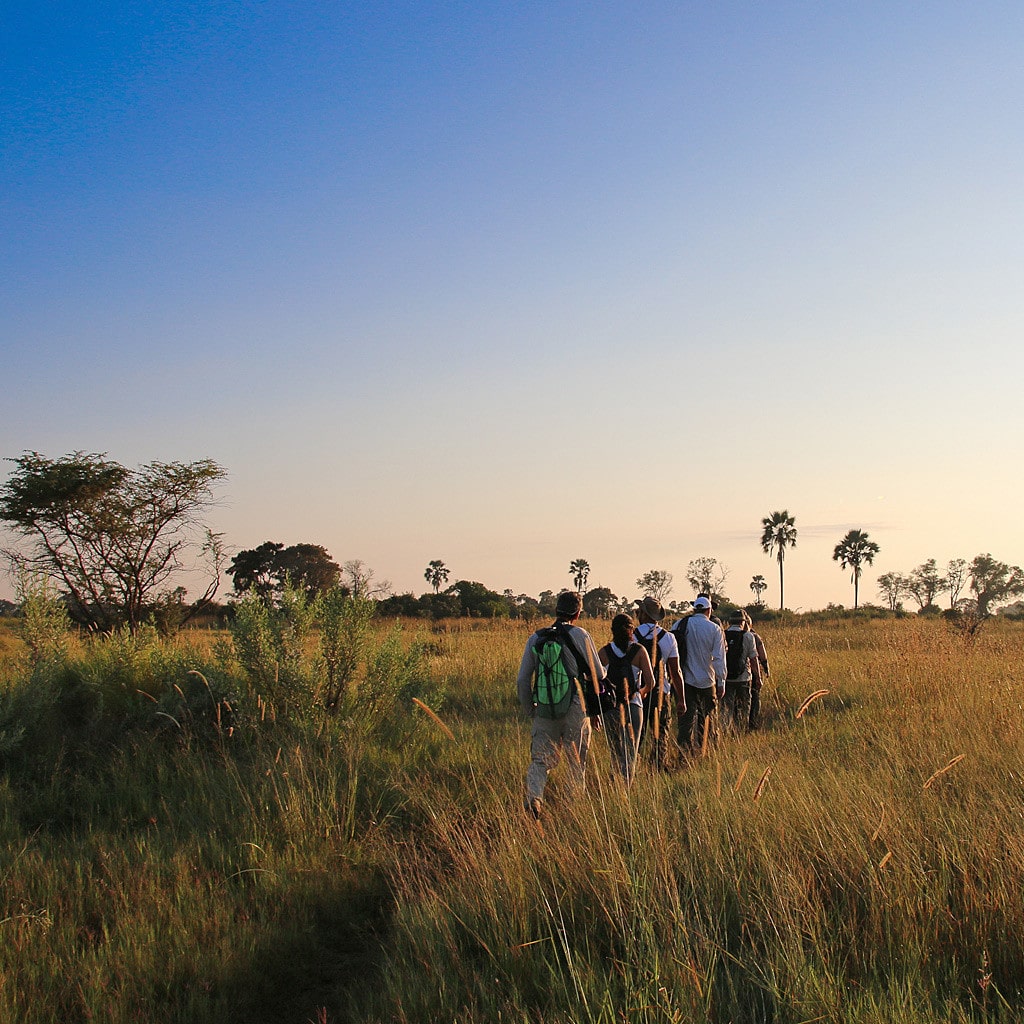 Safari Botswana Kleingruppe