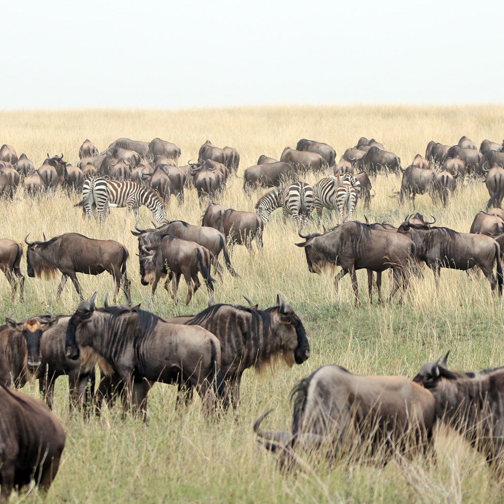 Kenia Tansania Safari Great Migration Gnuherde