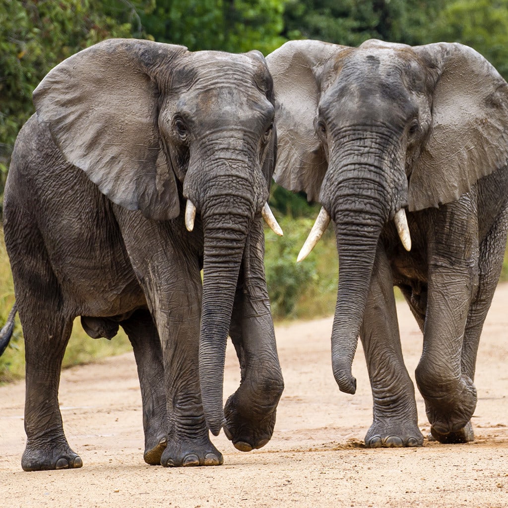 Elefanten auf Pirschfahrt Sambia Safari