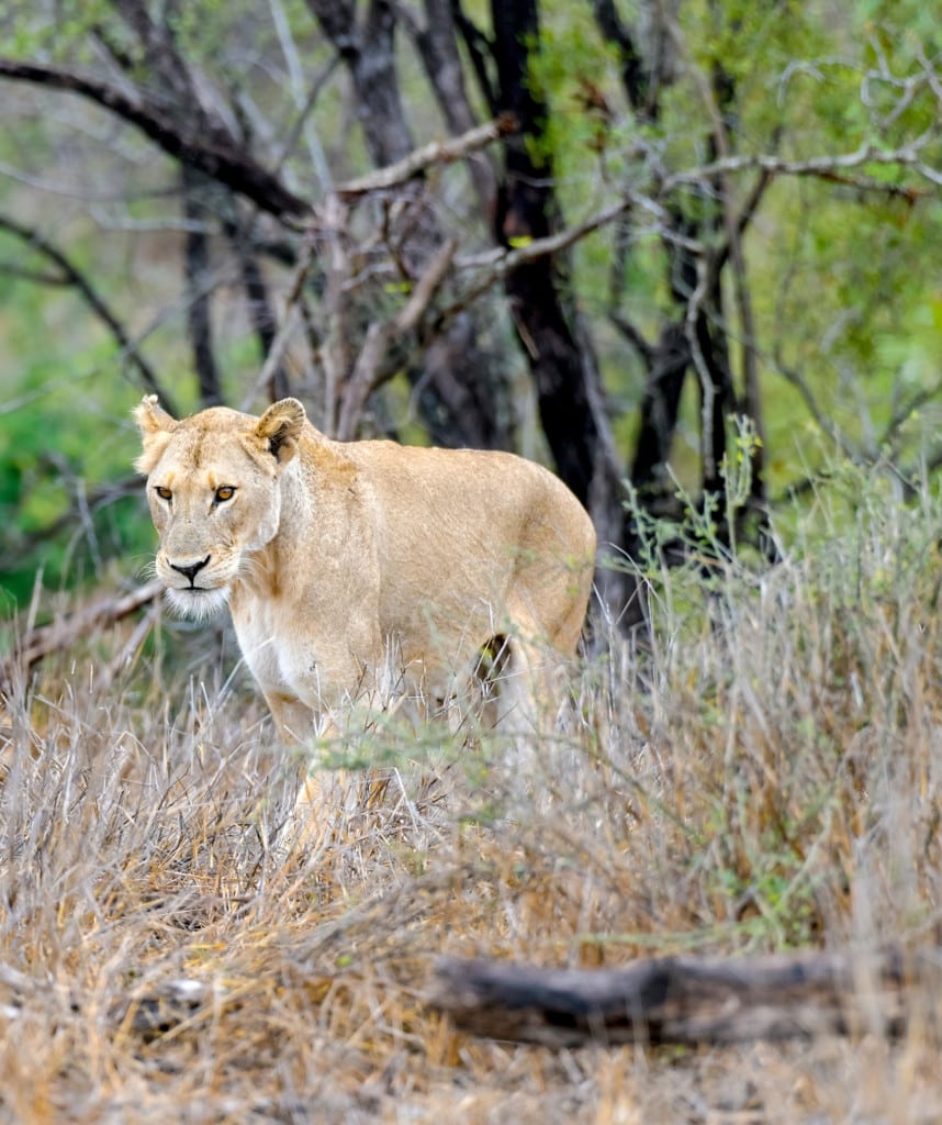 Safaris Südafrika Krueger