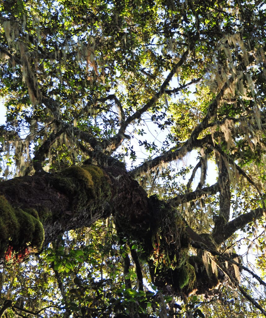 Tag 1 auf der Lemosho Route Kilimanjaro