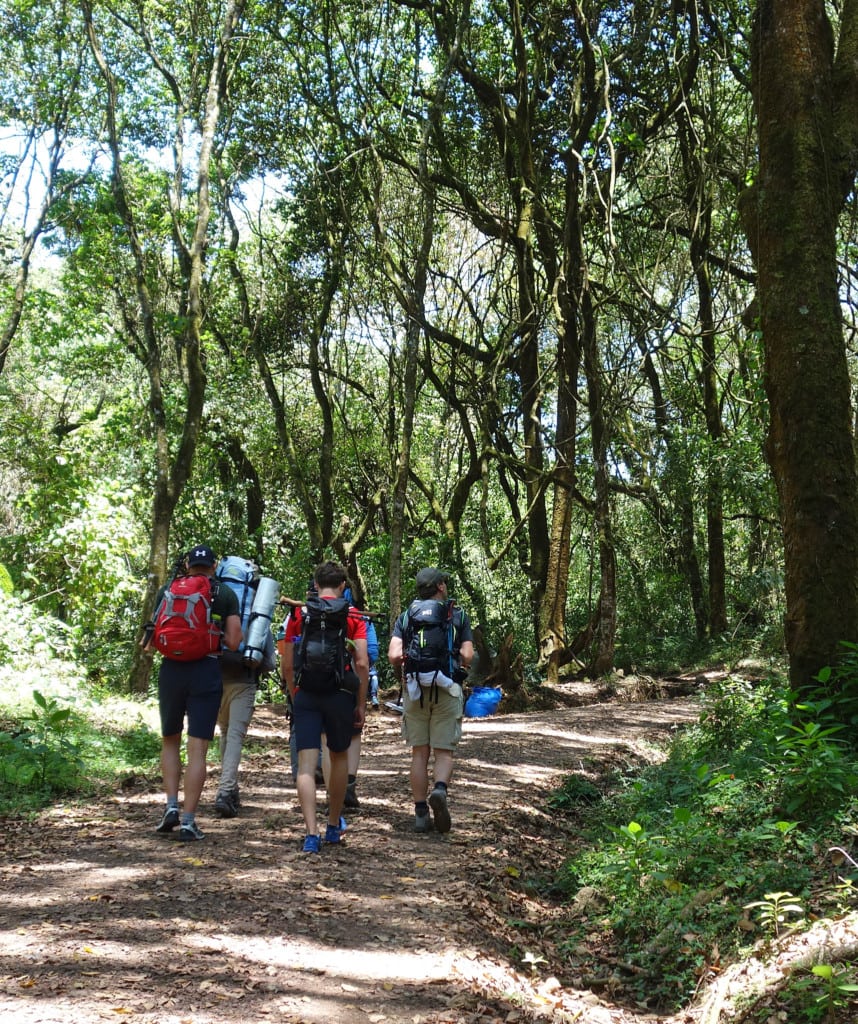 Wanderung durch Bergregenwald auf der Marangu Route Kilimanjaro