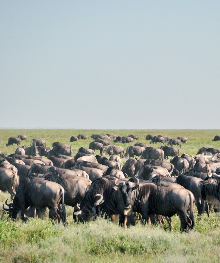 Tansania Safari Serengeti Migration