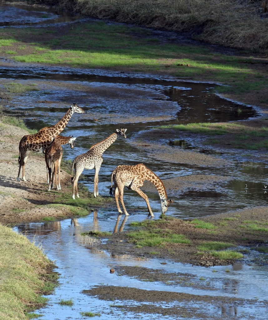 Giraffen trinken am Tarangire River in Tansania