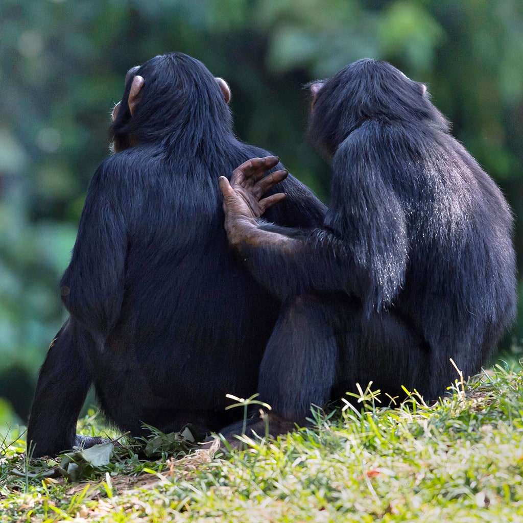 Schimpansen Uganda Safari