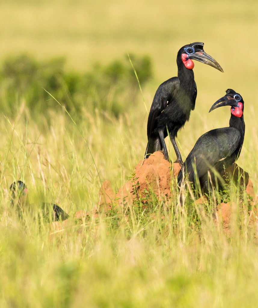 Uganda Reisen wenig Touristen