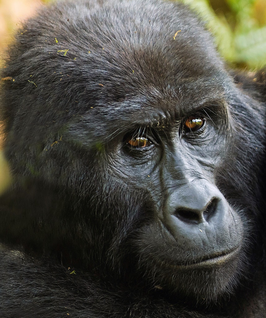 Uganda Safari Bwindi Gorilla