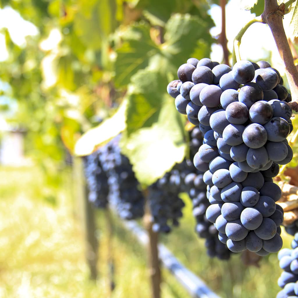 Dunkle Weinreben Südafrika Weinreise