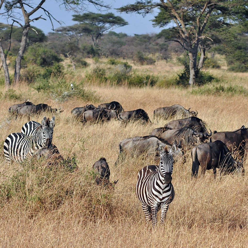 Zebras und Gnus Camping Safari Kenia und Tansania