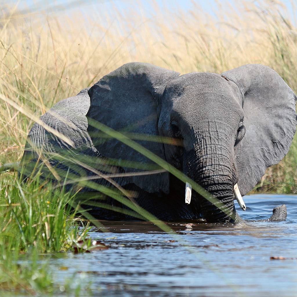 Botswana Safari Kleingruppe