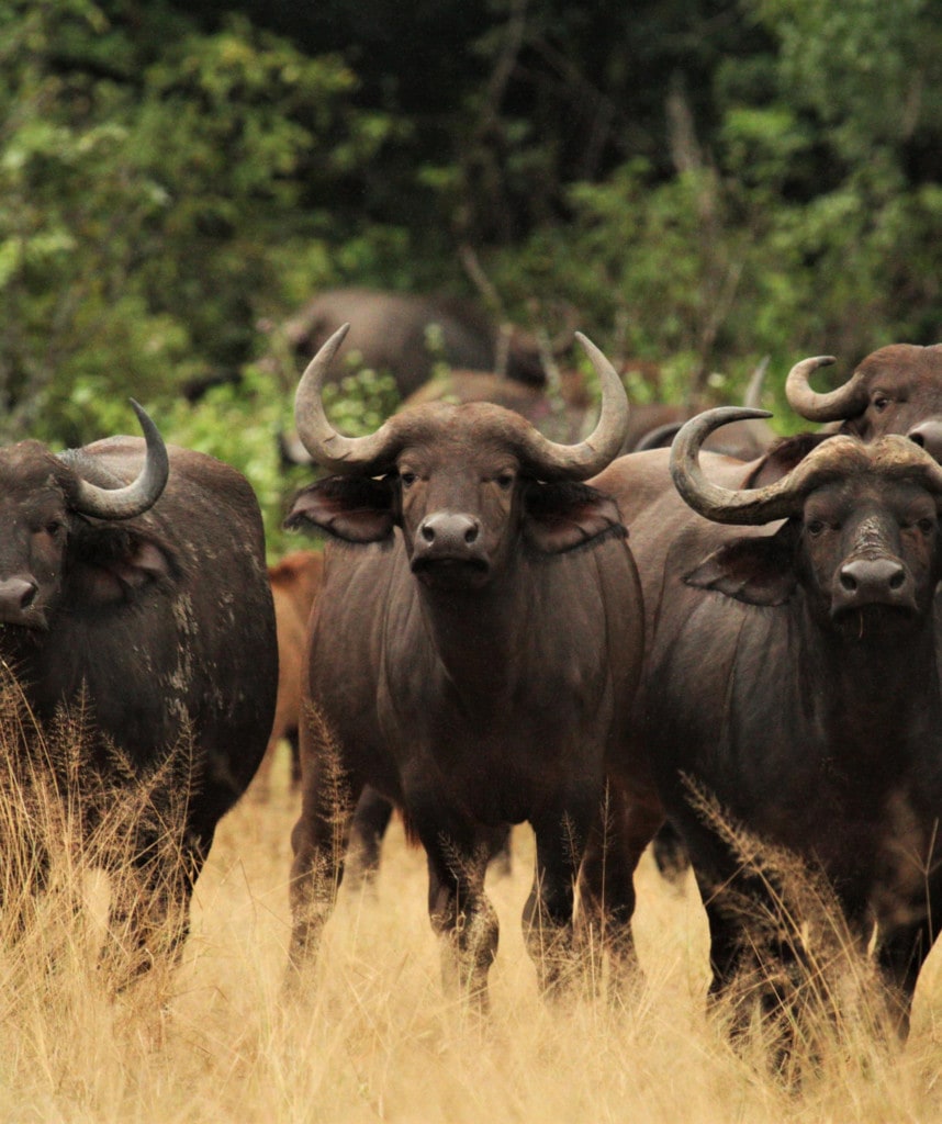 Büffelherde Mana Pools Kanga Camp Flugsafari