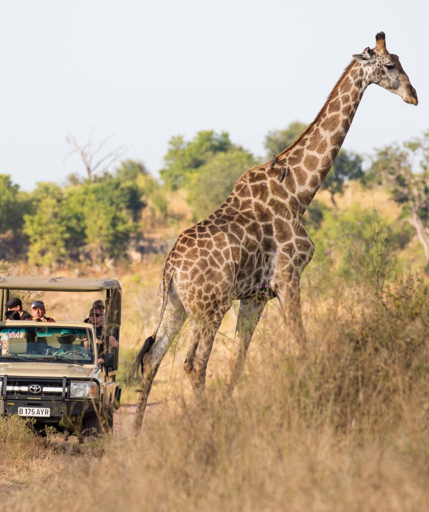 Chobe Kurzsafari Botswana Ngoma Safari Lodge