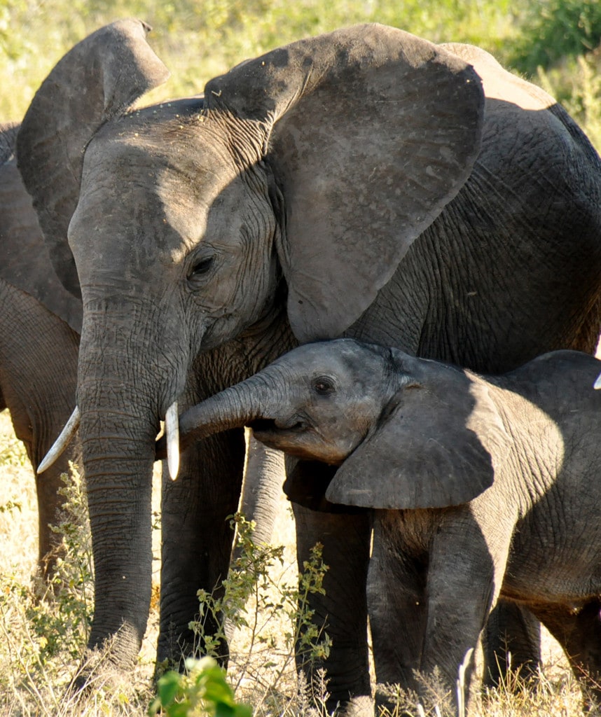 Chobe Nationalpark Elefanten