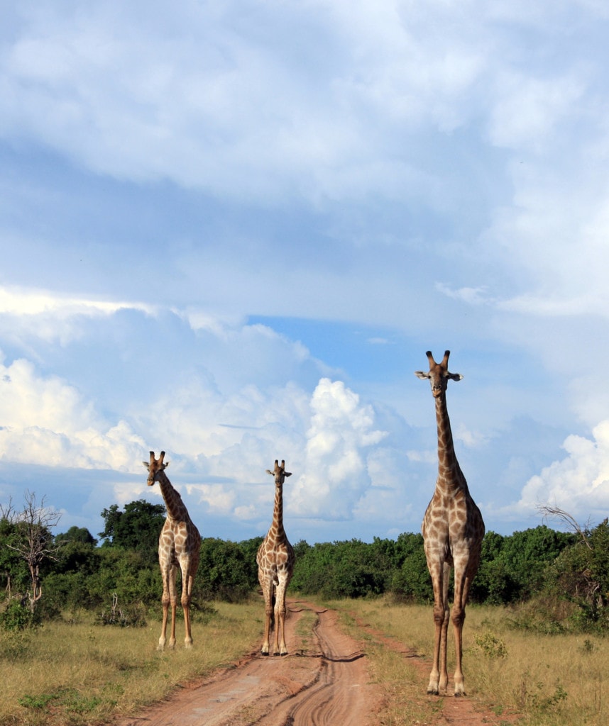 Auf Mietwagenrundreise in Botswana durch den Chobe Nationalpark