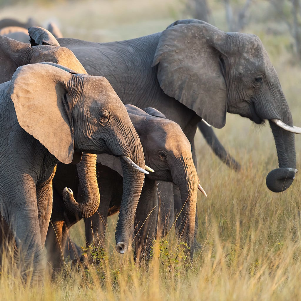 Deutschsprachige-safari-botswana-elefanten