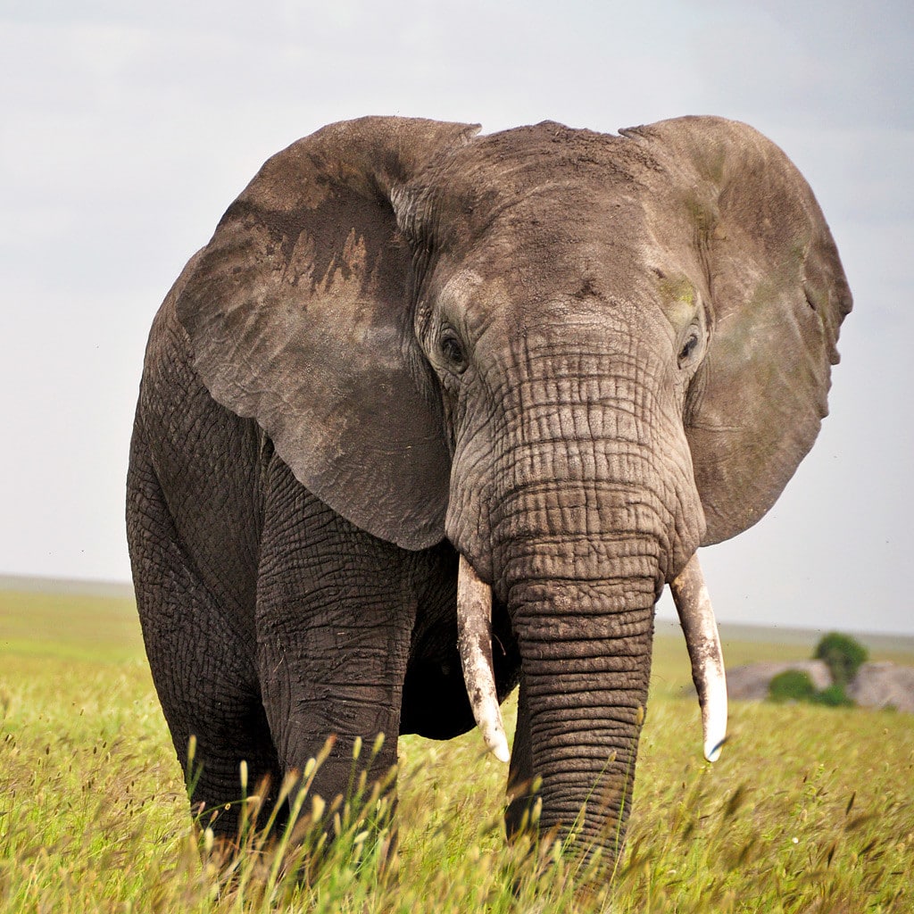 Großer Elefant während Pirschfahrt auf Kenia und Tansania Camping Safari