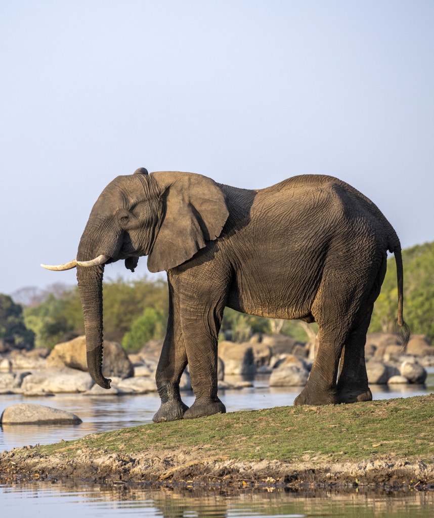 Elefant Sambia Safari