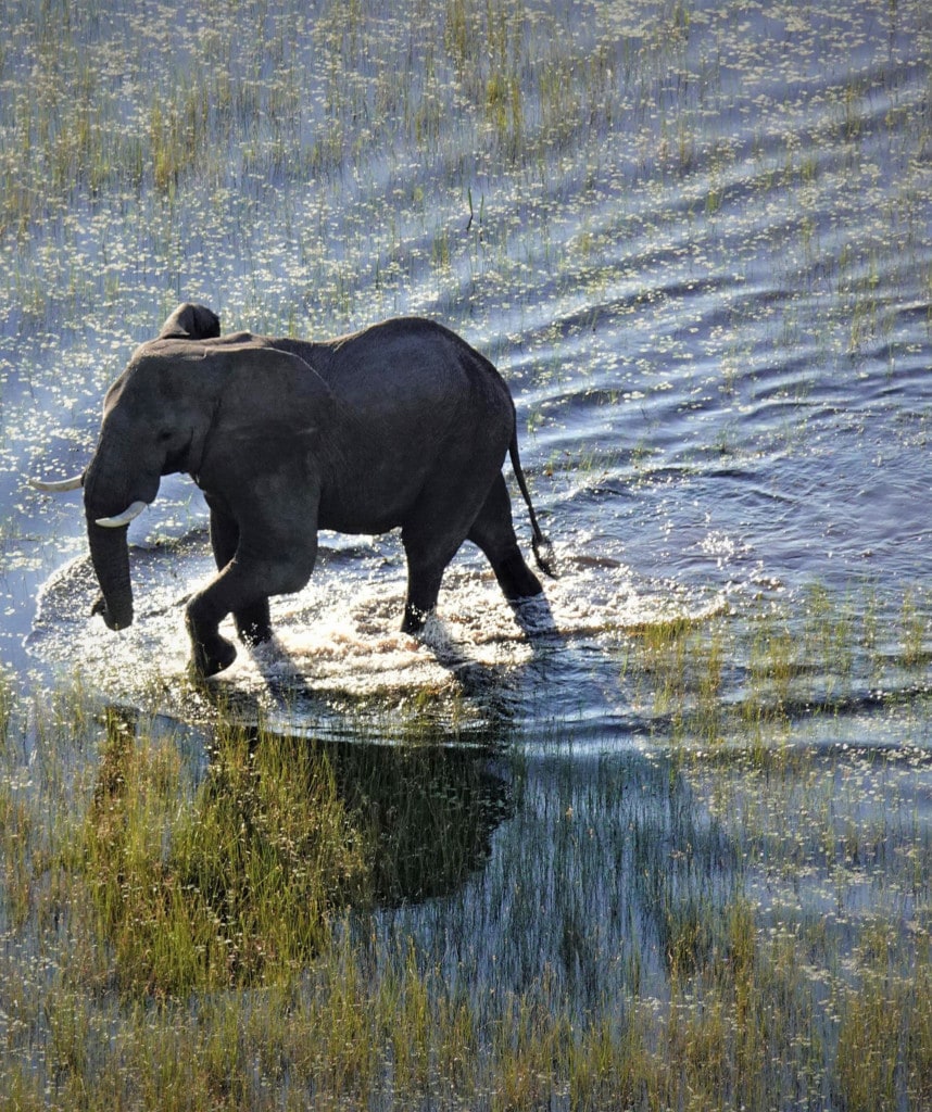 Elefant im Okavango Delta Safari