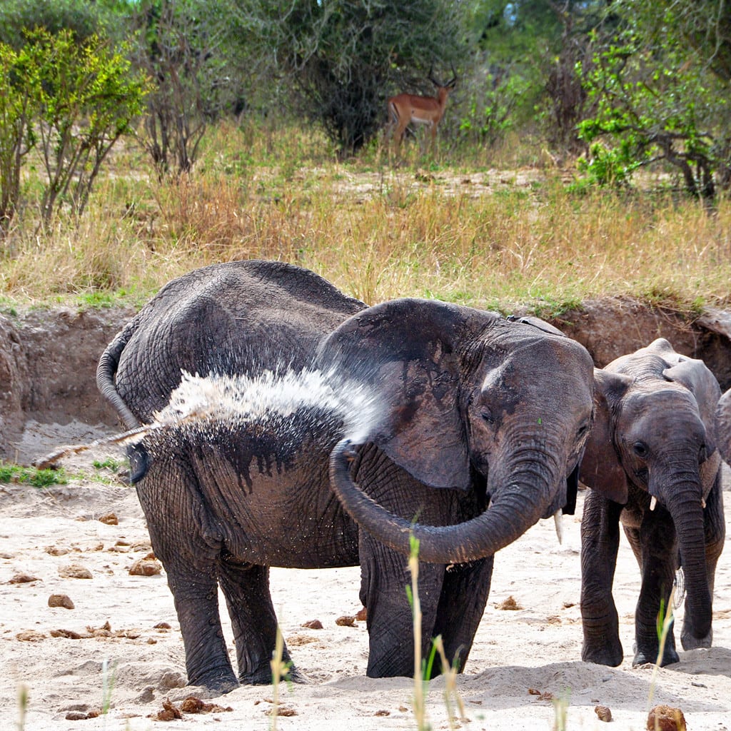 Elefanten Tarangire Fluss Camping Safari