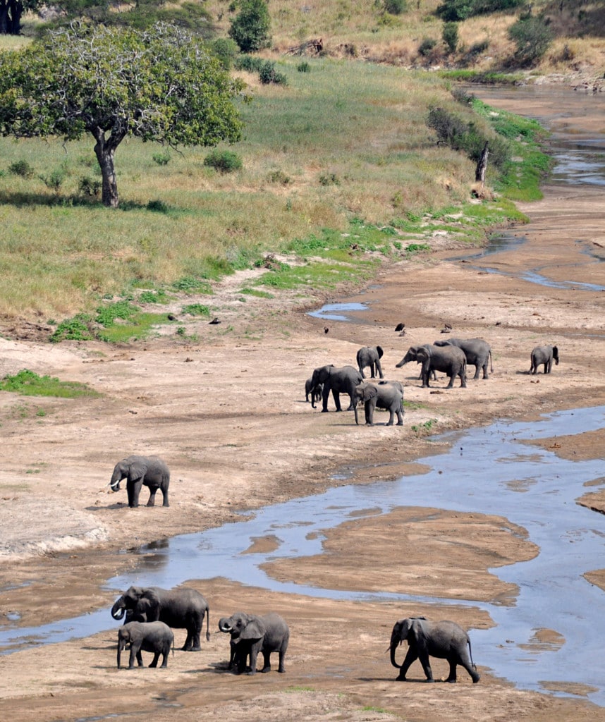 Elefantenherde im Tarangire River auf Campingreise durch Tansania