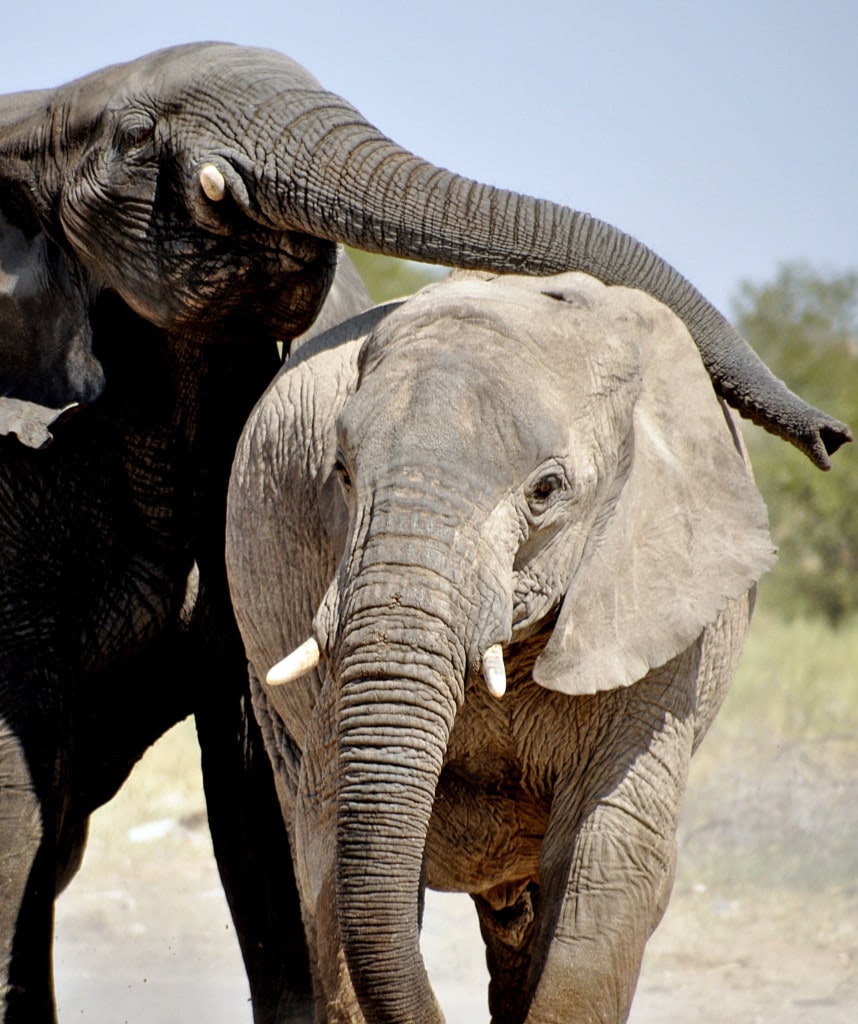 Etosha Nationalpark als Selbstfahrer in Namibia erleben