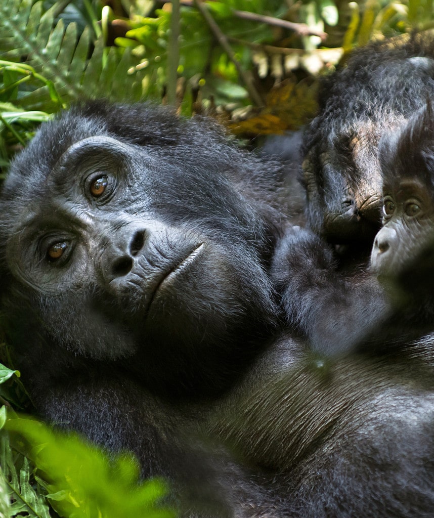 Gorilla Trekking Entebbe Highlights