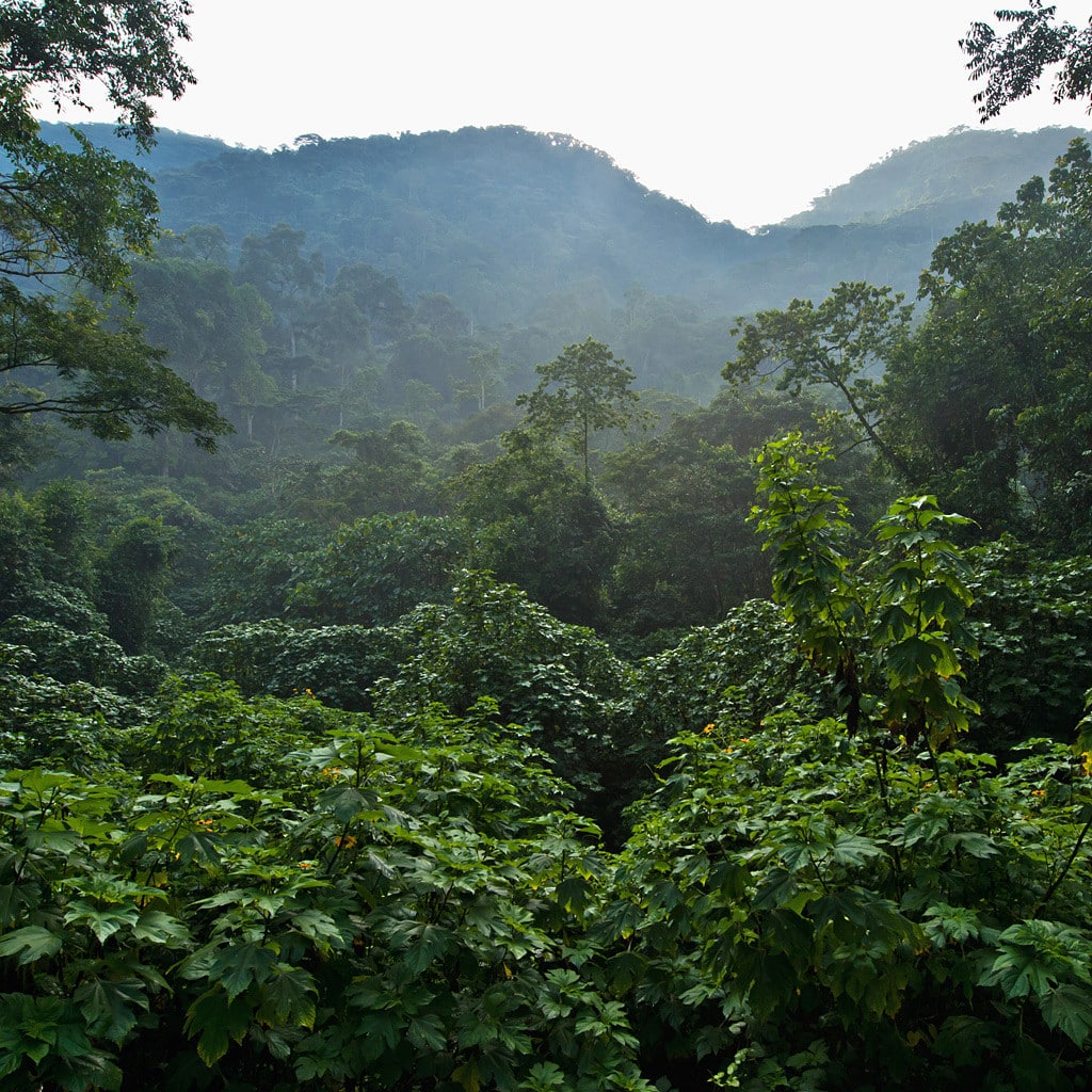 Gorilla Trekking Uganda