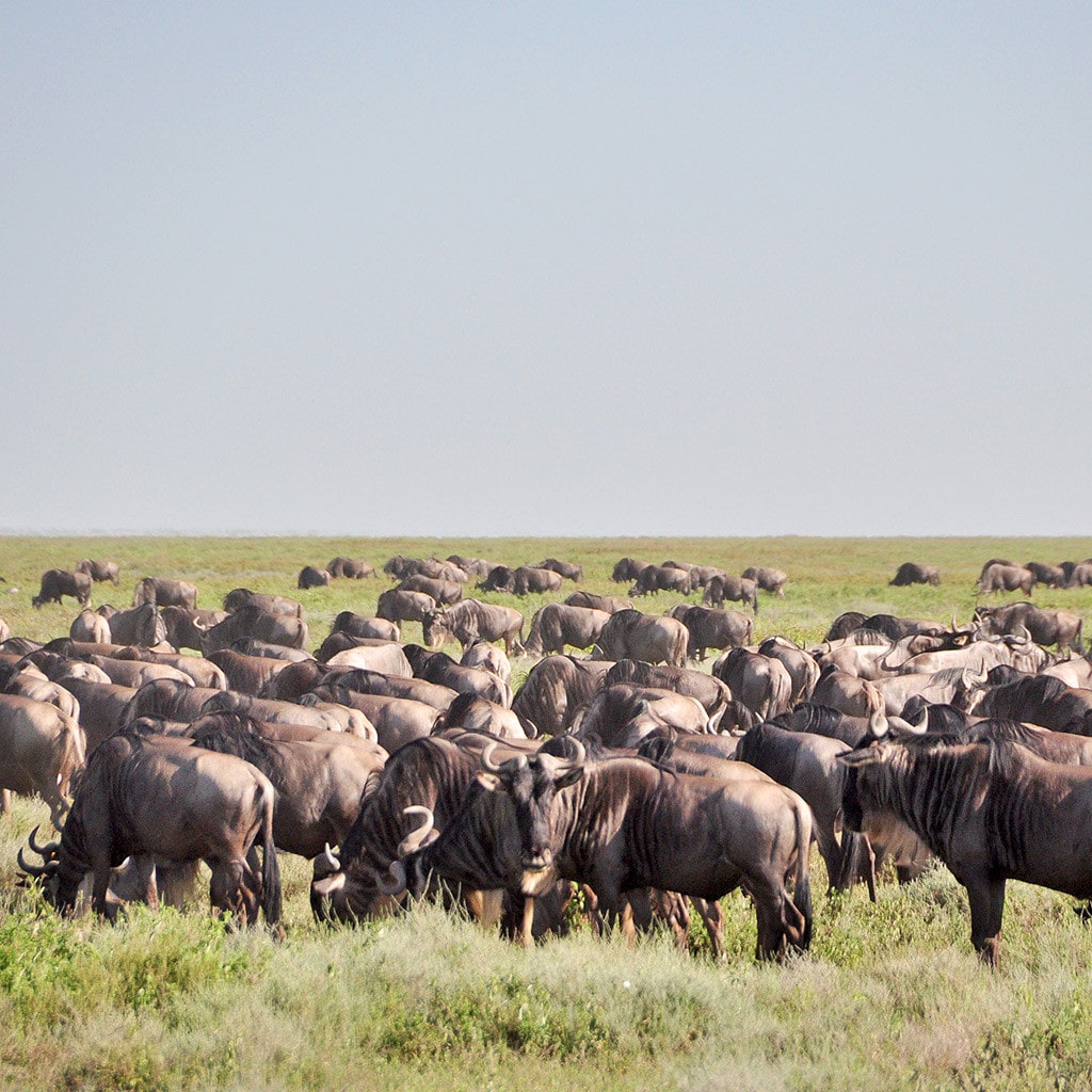 Great Migration Gnuherde private Safari in Tansania