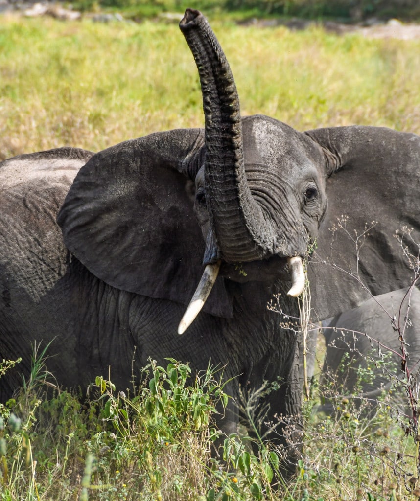 Elefant im Tarangire Nationalpark während Tansania Safari