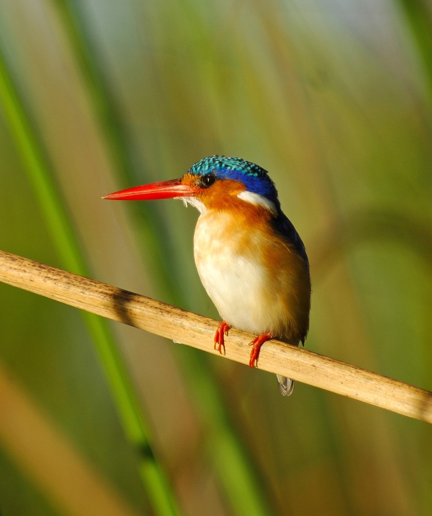 Caprivi Highlight auf Viktoriafälle und Namibia Rundreise