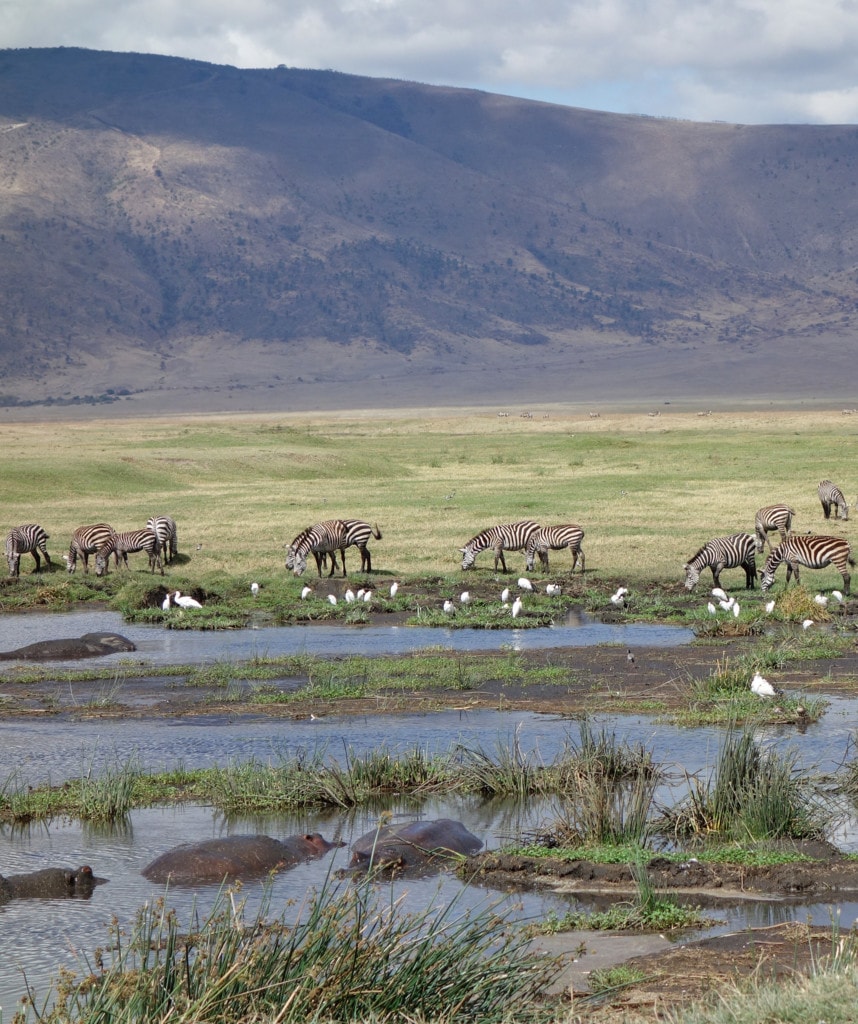 Ngorongoro Krater Highlights Safari