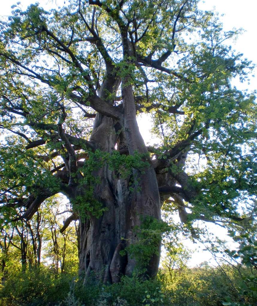 Khaudum Nationalpark Highlight auf Privatsafari in Namibia und Botswana