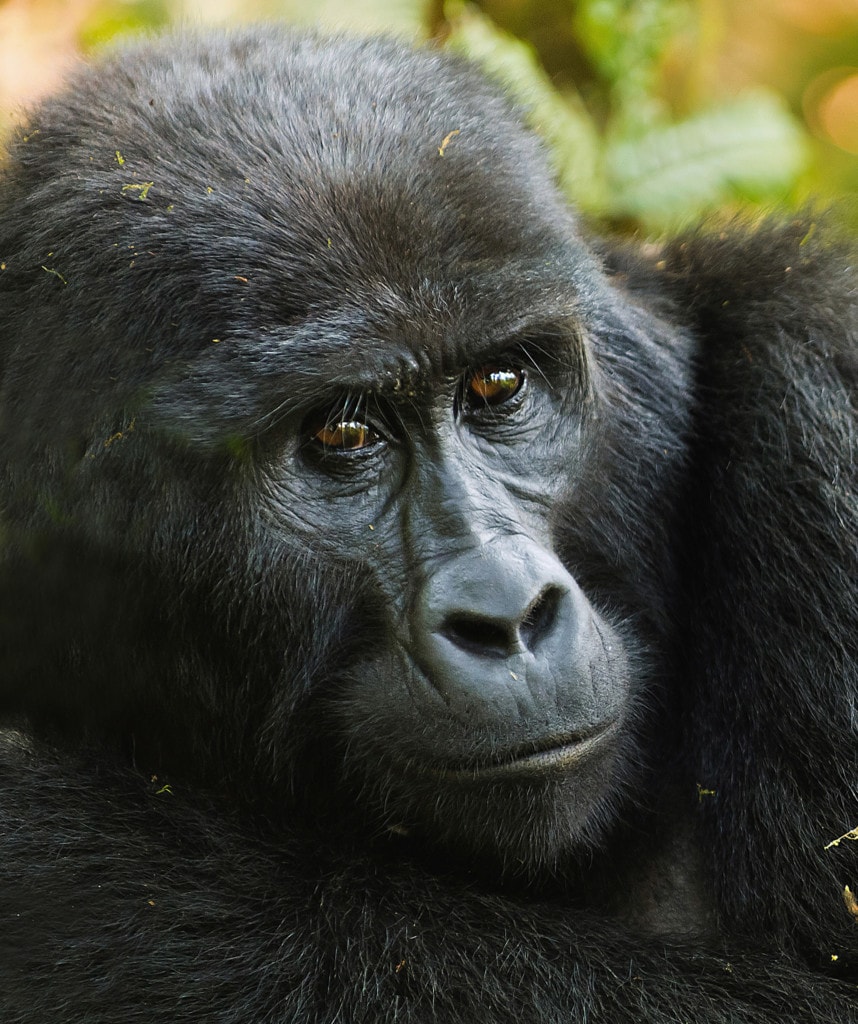 Highlights Uganda Rundreise Bwindi