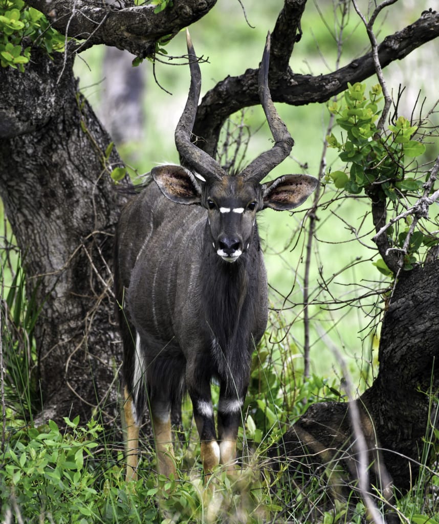 Highlights Zwei Wochen Suedafrika Safari iSimangaliso